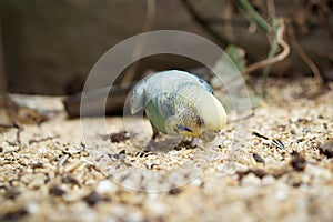 Budgerigar - Melopsittacus undulatus