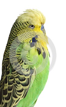 Budgerigar - Melopsittacus undulatus