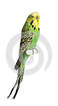 Budgerigar - Melopsittacus undulatus