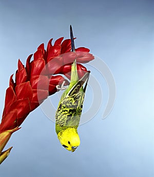 Budgerigar, melopsittacus undulatus, Adult hanging from Flower