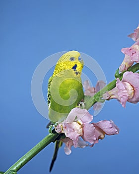 Budgerigar, melopsittacus undulatus, Adult standing on Flower