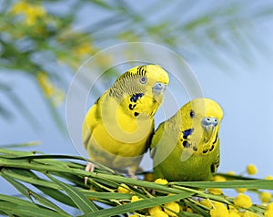 BUDGERIGAR melopsittacus undulatus, ADULTS ON SILVER WATTLE