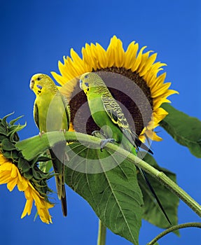 Budgerigar, melopsittacus undulatus, Adults standing on Sunflower