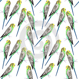 Budgerigar or Melopsittacus undulatus bird seamless watercolor birds painting background