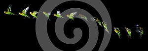 BUDGERIGAR melopsittacus undulatus, FLIGHT SEQUENCE