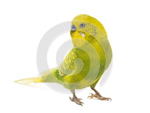 Budgerigar, Melopsittacus undulatus