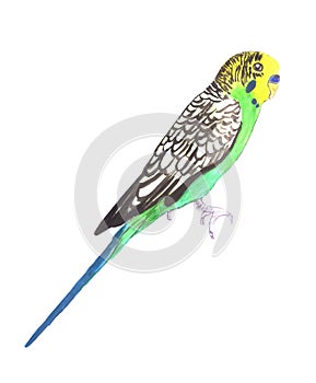 Budgerigar or Melopsittacus undulatus isolated on white