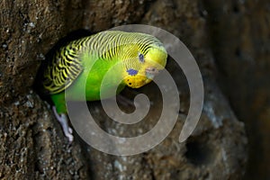 Budgerigar, Melopsittacus undulatus, long-tailed yellow green seed-eating parrot near the tree nest hole. Cute small bird in the