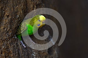 Budgerigar, Melopsittacus undulatus, long-tailed yellow green seed-eating parrot near the tree nest hole. Cute small bird in the