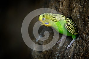 Budgerigar, Melopsittacus undulatus, long-tailed yellow green seed-eating parrot near the tree nest hole. Cute small bird in the