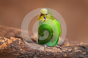 Budgerigar, Melopsittacus undulatus, long-tailed yellow green seed-eating parrot near the tree nest hole. Cute small bird in the