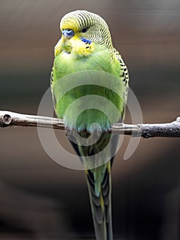 Budgerigar, Melopsittacus undulatus, is the most common household parrot