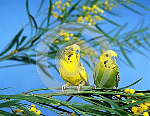 BUDGERIGAR melopsittacus undulatus, PAIR OF ADULTS