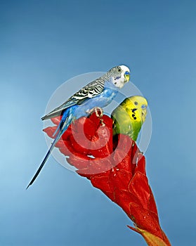 BUDGERIGAR melopsittacus undulatus, PAIR OF ADULTS STANDING ON FLOWER