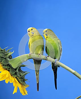 BUDGERIGAR melopsittacus undulatus, PAIR STANDING ON SUNFLOWER