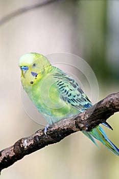 Budgerigar (Melopsittacus undulatus)