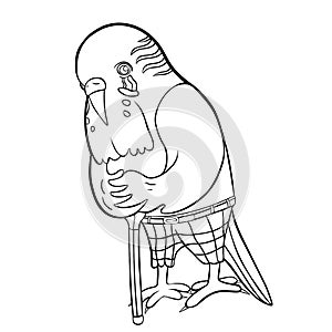 Budgerigar old in pants leans on a stick. vector illustration