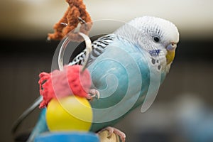 Budgerigar (Parakeet) - Melopsittacus undulatus