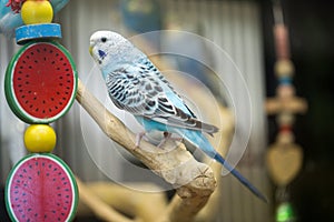 Budgerigar (Parakeet) - Melopsittacus undulatus