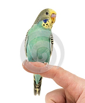 Budgerigar parakeet perched on a finger