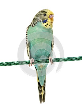 Budgerigar parakeet perched on a finger