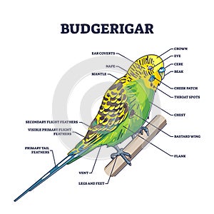 Budgerigar parrot anatomy with external zoological parts outline diagram