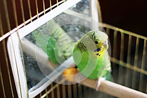 Budgerigar. Parrot in a cage. Green parrot