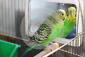 Budgerigar. Parrot in a cage. Green parrot