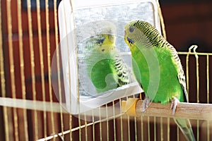Budgerigar. Parrot in a cage. Green parrot