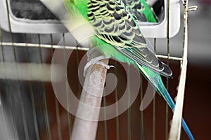 Budgerigar. Parrot in a cage. Green parrot