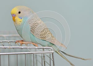 Budgerigar parrot in his cage