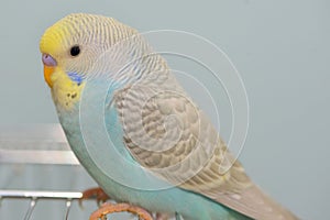 Budgerigar parrot in his cage