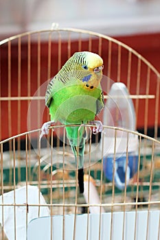 Budgerigar. Parrot sitting on the cage