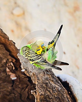 Budgerigar perched on a tree