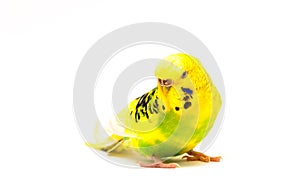 Budgerigar portret