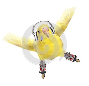 Budgerigar roller skater in headphones