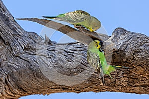 Budgerigar`s at nest hollow