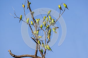 Budgerigar`s perched in tree