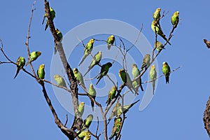 Budgerigar`s perched in tree