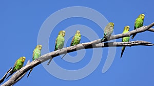 Budgerigar`s perched on tree limb photo