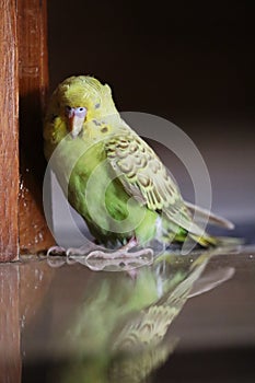 Budgerigar seed eating parrot