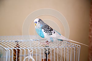 ÃÂ budgerigar is sitting on a cage