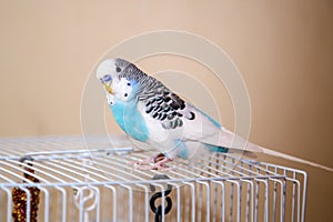 ÃÂ budgerigar is sitting on a cage