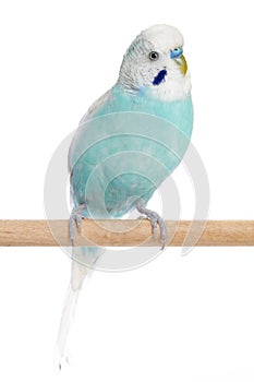 Budgerigar sitting on a perch