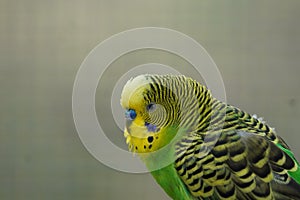 Budgerigar in the sun