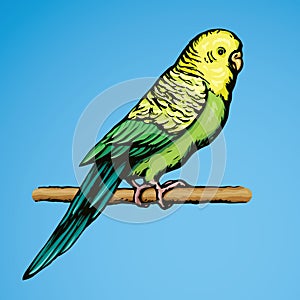 Budgerigar. Vector drawing