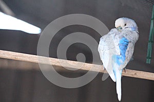 Budgerigar with White and Blue Colour