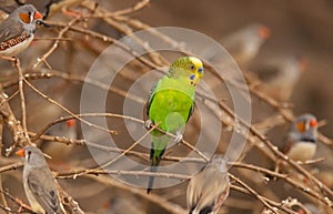 Budgerigar with zebra finches in outback Central Australia