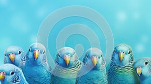 budgerigars australian parakeets on color background