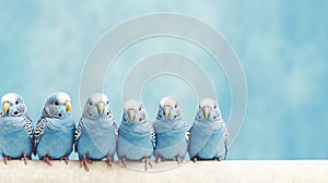 budgerigars australian parakeets on color background